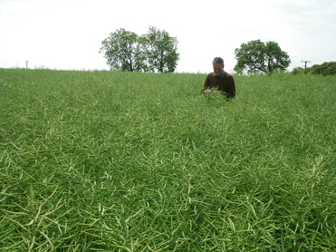 Rape field in pod, sown with Split-Level Subsoiler Multi-Tooth Tiller Roll 5-6-2011